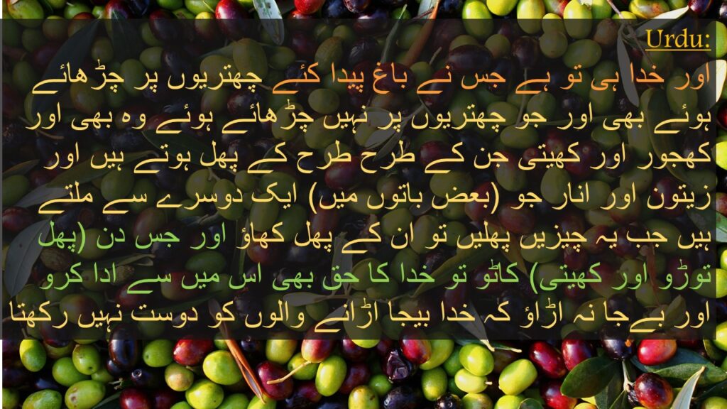 اور خدا ہی تو ہے جس نے باغ پیدا کئے چھتریوں پر چڑھائے ہوئے بھی اور جو چھتریوں پر نہیں چڑھائے ہوئے وہ بھی اور کھجور اور کھیتی جن کے طرح طرح کے پھل ہوتے ہیں اور زیتون اور انار جو (بعض باتوں میں) ایک دوسرے سے ملتے ہیں جب یہ چیزیں پھلیں تو ان کے پھل کھاؤ اور جس دن (پھل توڑو اور کھیتی) کاٹو تو خدا کا حق بھی اس میں سے ادا کرو اور بےجا نہ اڑاؤ کہ خدا بیجا اڑانے والوں کو دوست نہیں رکھتا
