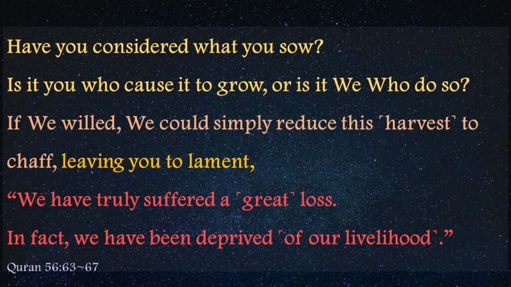 Have you considered what you sow?Is it you who cause it to grow, or is it We Who do so?If We willed, We could simply reduce this ˹harvest˺ to chaff, leaving you to lament,“We have truly suffered a ˹great˺ loss.In fact, we have been deprived ˹of our livelihood˺.”Quran 56:63~67