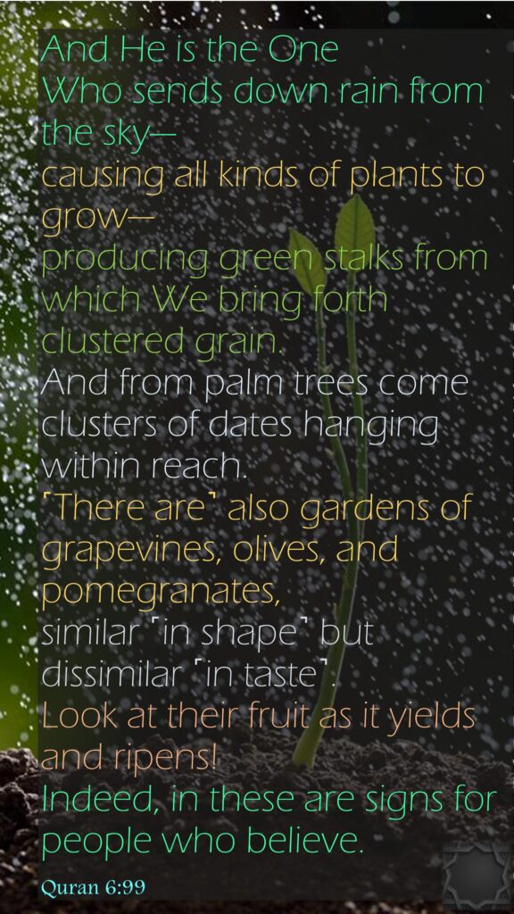And He is the One Who sends down rain from the sky—causing all kinds of plants to grow—producing green stalks from which We bring forth clustered grain. And from palm trees come clusters of dates hanging within reach. ˹There are˺ also gardens of grapevines, olives, and pomegranates, similar ˹in shape˺ but dissimilar ˹in taste˺. Look at their fruit as it yields and ripens! Indeed, in these are signs for people who believe.Quran 6:99