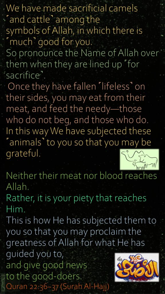 We have made sacrificial camels ˹and cattle˺ among the symbols of Allah, in which there is ˹much˺ good for you. So pronounce the Name of Allah over them when they are lined up ˹for sacrifice˺. Once they have fallen ˹lifeless˺ on their sides, you may eat from their meat, and feed the needy—those who do not beg, and those who do. In this way We have subjected these ˹animals˺ to you so that you may be grateful.Neither their meat nor blood reaches Allah. Rather, it is your piety that reaches Him. This is how He has subjected them to you so that you may proclaim the greatness of Allah for what He has guided you to, and give good news to the good-doers.Quran 22:36~37 (Surah Al-Hajj)