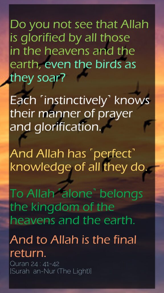 Do you not see that Allah is glorified by all those in the heavens and the earth, even the birds as they soar? Each ˹instinctively˺ knows their manner of prayer and glorification. And Allah has ˹perfect˺ knowledge of all they do.To Allah ˹alone˺ belongs the kingdom of the heavens and the earth.And to Allah is the final return.Quran 24 : 41~42 [Surah  an-Nur (The Light)]